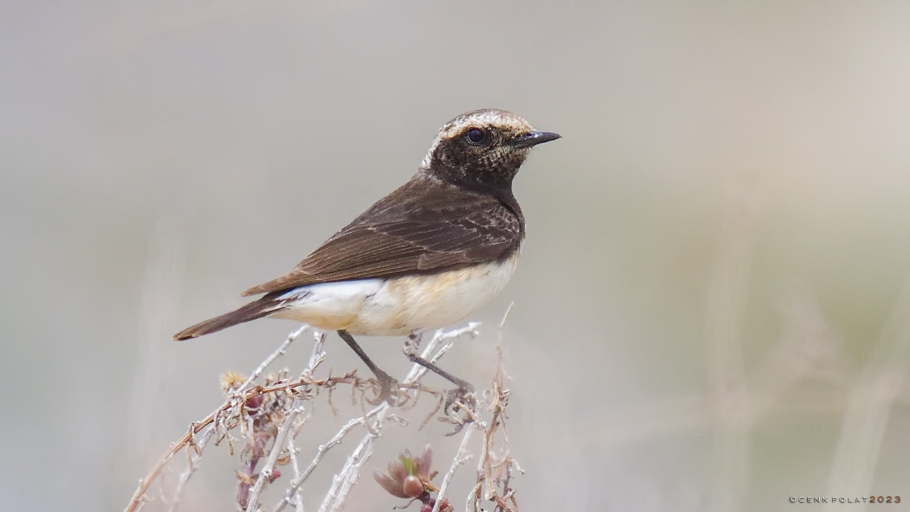 Cyprus Wheatear — Ana fotoğraf